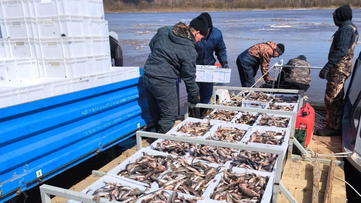 В Томской области растут объемы промышленного вылова рыбы tomsk.gov.ru