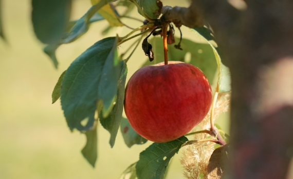 Утро или вечер — узнайте, в какое время суток лучше съесть яблоко, чтобы было больше пользы